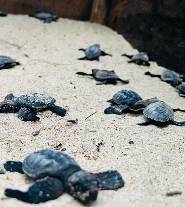 Jk House Turtle Point Otel Dikwella Dış mekan fotoğraf