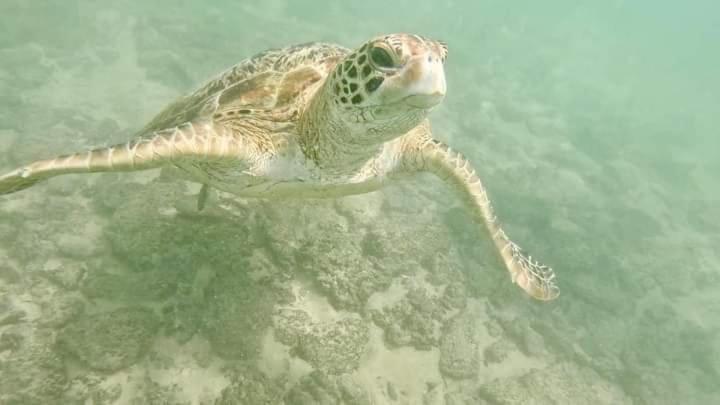 Jk House Turtle Point Otel Dikwella Dış mekan fotoğraf